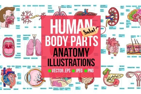 Human Body Anatomy Bundle Guide