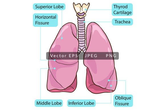 Human Lungs Anatomy: A Guide to Selecting High-Quality Educational Vector Illustrations