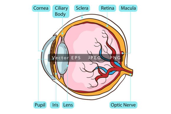 Inside Human Eyeball Anatomy: A Practical Visual Resource for Education and Design