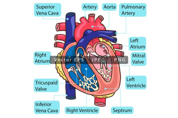 Inside Human Heart Anatomy: A Practical Visual Resource for Educators and Creators