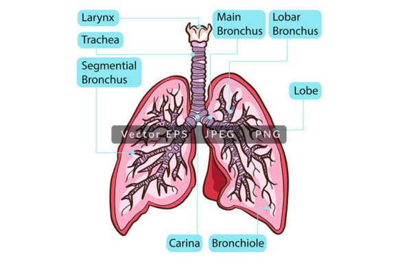 Inside Human Lungs Anatomy Vector Illustration