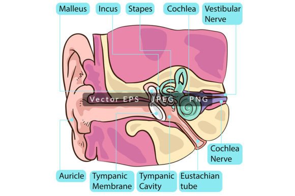 Integrating Inside Human Ear Anatomy Visuals into Professional and Educational Workflows