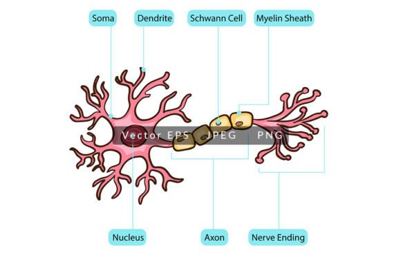 Mastering Biological Visualization: A Guide to Neuron and Cell Anatomy Vector Illustrations