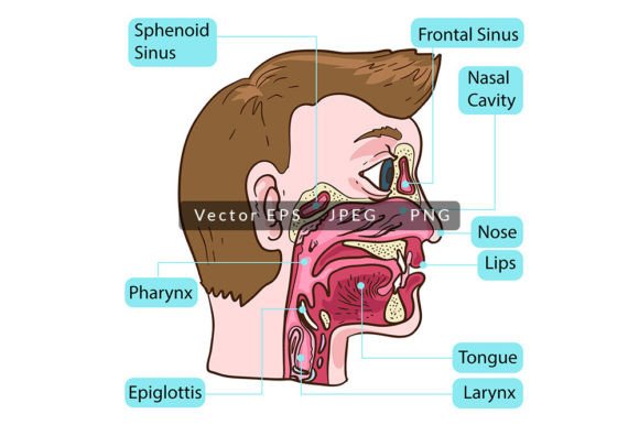 Mastering Human Nose Sinus Anatomy Through Precise Vector Illustrations