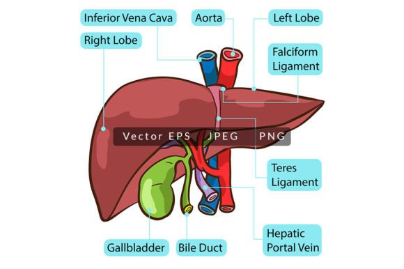 Mastering Medical Vector Illustrations