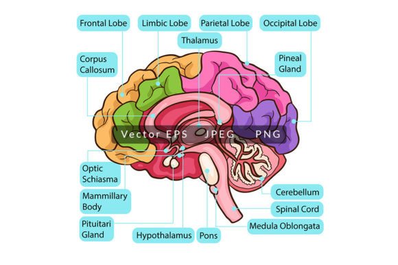 Understanding Human Brain Function Anatomy for Real-World Applications