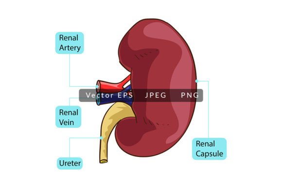 Understanding Human Kidney Anatomy Through Educational Vector Illustrations