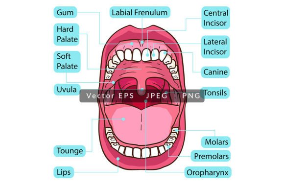 Understanding Human Mouth Teeth Anatomy Through High-Quality Visual Education