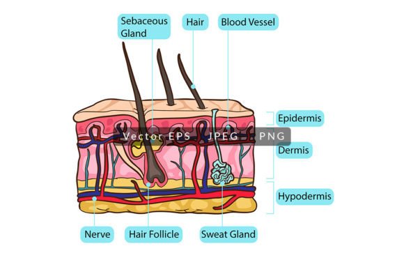 Understanding Human Skin Anatomy: A Visual Guide for Education and Medical Clarity