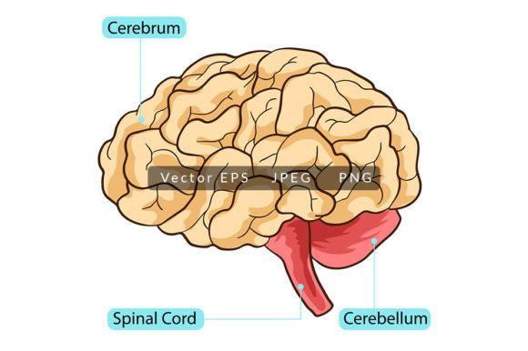 Visualizing Complexity: The Role of High-Resolution Anatomy Vectors in Modern Education