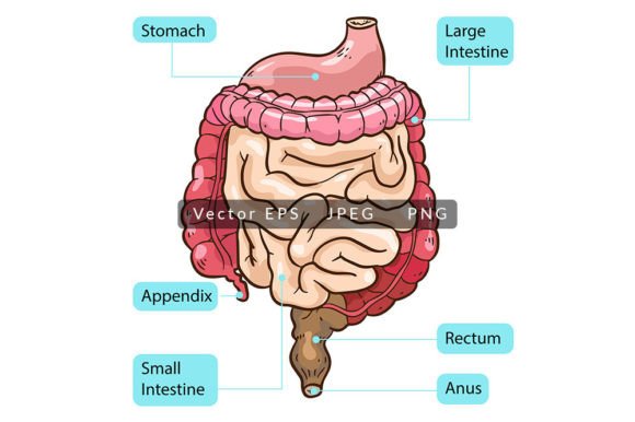 Visualizing Human Colon Intestine Anatomy