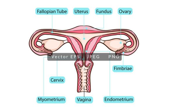 Visualizing Human Ovary Anatomy for Education