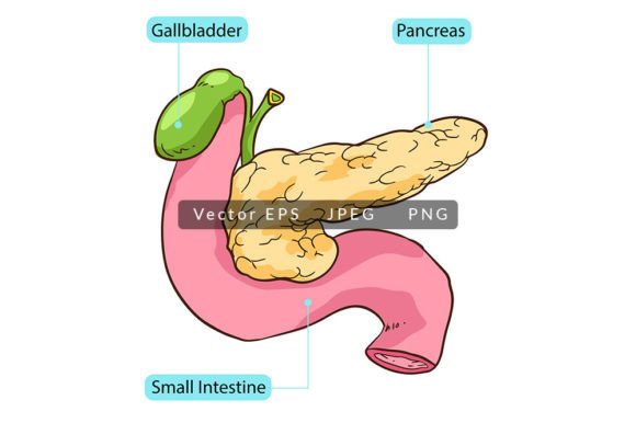 Visualizing Human Pancreas Anatomy: A Comprehensive Guide for Medical and Educational Illustration