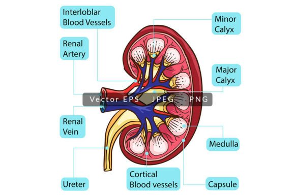Visualizing Inside Human Kidney Anatomy