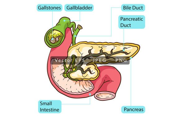 Visualizing the Endocrine System: A Guide to Inside Human Pancreas Anatomy for Educational and Medical Use