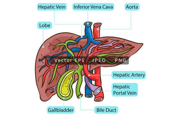 Visualizing Vitality: The Strategic Value of High-Resolution Human Liver Anatomy Illustrations in Modern Education and Design